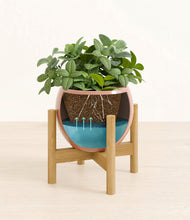 Load image into Gallery viewer, Calm Rose stand:bamboo