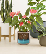 Load image into Gallery viewer, Countryside stand:two_stands