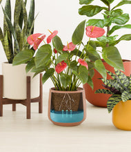 Load image into Gallery viewer, Evening Sky stand:two_stands