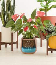 Load image into Gallery viewer, Evening Sky stand:four_stands