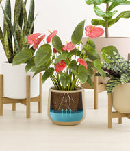 Load image into Gallery viewer, Misty Morning stand:four_stands