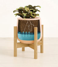 Load image into Gallery viewer, Gentle Pink stand:bamboo
