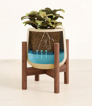 Load image into Gallery viewer, Almond Green stand:walnut