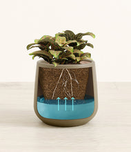 Load image into Gallery viewer, Olive