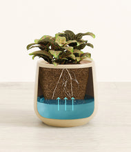 Load image into Gallery viewer, Almond Green