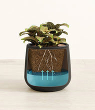 Load image into Gallery viewer, Black