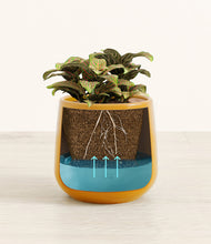 Load image into Gallery viewer, Mustard