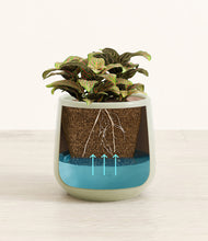 Load image into Gallery viewer, Turquoise