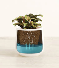 Load image into Gallery viewer, White