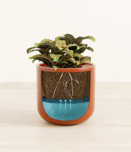 Load image into Gallery viewer, Glossy Red