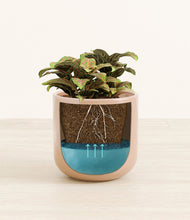 Load image into Gallery viewer, Glossy Pink