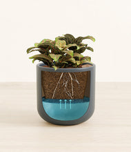 Load image into Gallery viewer, Iron Gray