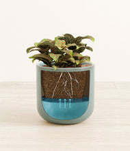 Load image into Gallery viewer, Reactive Aqua