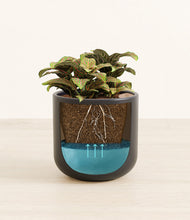 Load image into Gallery viewer, Stone Black