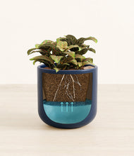 Load image into Gallery viewer, Twilight Blue