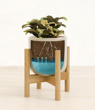 Load image into Gallery viewer, Sage Green stand:bamboo