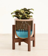 Load image into Gallery viewer, Glossy Pink stand:walnut