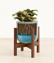 Load image into Gallery viewer, Misty Blue stand:walnut