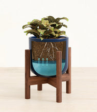 Load image into Gallery viewer, Twilight Blue stand:walnut