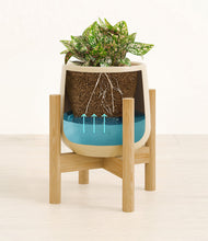 Load image into Gallery viewer, Almond Green stand:bamboo