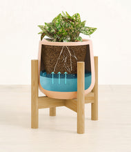 Load image into Gallery viewer, Gentle Pink stand:bamboo