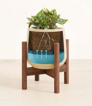 Load image into Gallery viewer, Almond Green stand:walnut