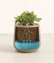 Load image into Gallery viewer, Olive