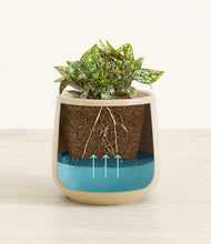 Load image into Gallery viewer, Almond Green