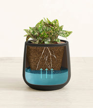 Load image into Gallery viewer, Black