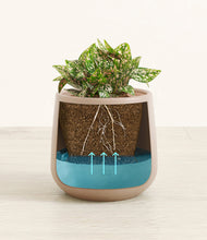 Load image into Gallery viewer, Eternal Gray