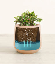 Load image into Gallery viewer, Gentle Pink