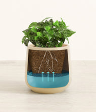 Load image into Gallery viewer, Almond Green