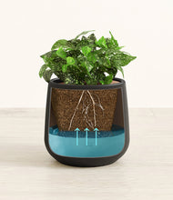 Load image into Gallery viewer, Black