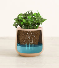 Load image into Gallery viewer, Gentle Pink