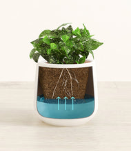 Load image into Gallery viewer, White