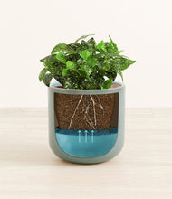 Load image into Gallery viewer, Reactive Aqua