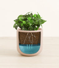 Load image into Gallery viewer, Sandy Pink