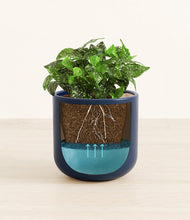 Load image into Gallery viewer, Twilight Blue