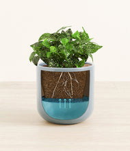 Load image into Gallery viewer, Misty Blue