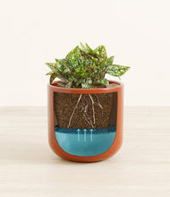 Load image into Gallery viewer, Glossy Red