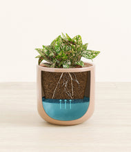 Load image into Gallery viewer, Glossy Pink