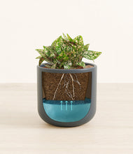 Load image into Gallery viewer, Iron Gray