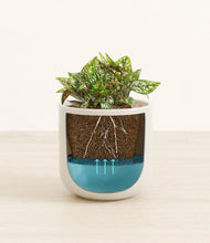 Load image into Gallery viewer, Cotton White