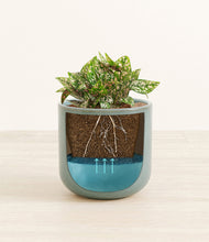 Load image into Gallery viewer, Reactive Aqua