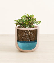 Load image into Gallery viewer, Sandy Pink