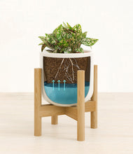 Load image into Gallery viewer, Cotton White stand:bamboo