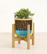 Load image into Gallery viewer, Key Lime Yellow stand:bamboo