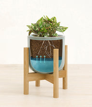 Load image into Gallery viewer, Reactive Aqua stand:bamboo