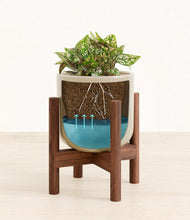 Load image into Gallery viewer, Sage Green stand:walnut