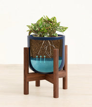 Load image into Gallery viewer, Twilight Blue stand:walnut